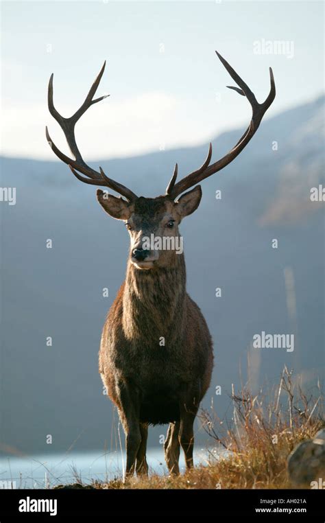 Wild Red Deer Stag Cervus Elephus With Snowy Mountain Background