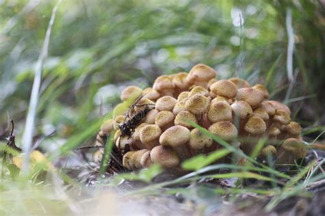 Honey Fungus Armillaria Mellea Grow On The Ground In A Deciduous