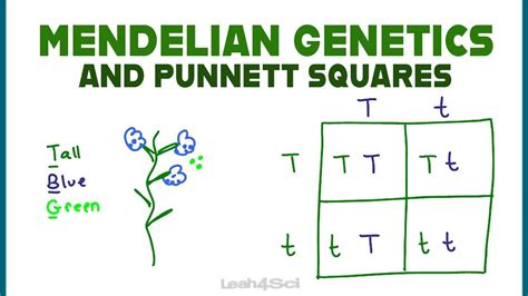 A punnett square is a chart that allows you to easily determine the expected ratios of possible genotypes in the offspring of two parents. What Is A Punnett Square And Why Is It Useful In Genetics ...
