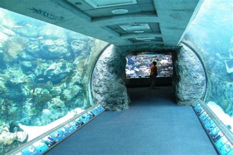 Aquarium Of The Pacific Long Beach Ca California Beaches