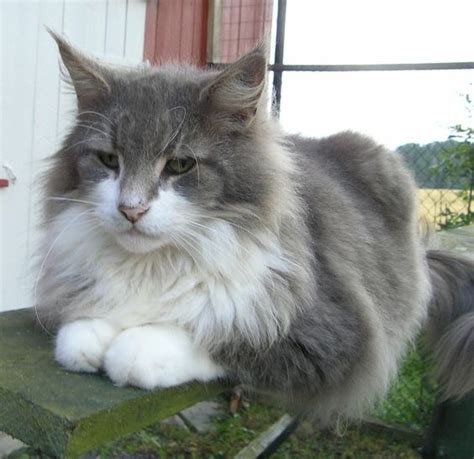 The norwegian forest cat is large cat with a strong, powerful body. Norwegian forest cat, Norwegian forest cat personality and ...