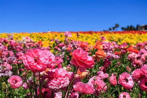 The Flower Fields In Carlsbad The Ultimate Guide Traveling Ness