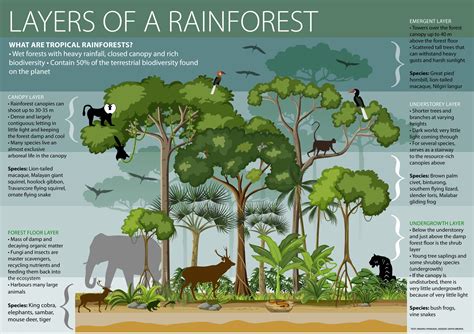 What Animals Live In The Forest Floor Layer Rainforest