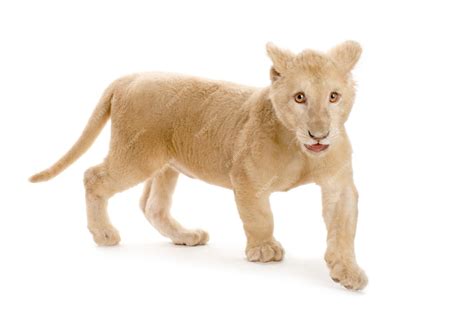 Premium Photo Studio Shot Of A White Lion Cub In Front Of A White