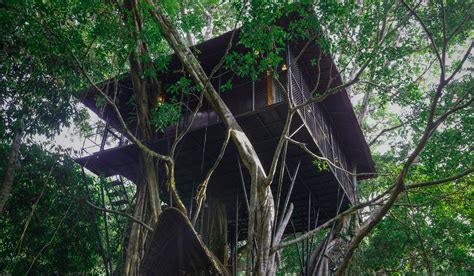 Best Tree House Resort In Wayanad Wildlife Resort In Kerala Wayanad