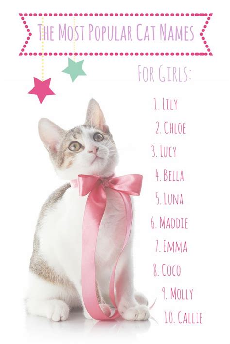 From foods, to popular fictional characters. The Most Popular Cat Names In America | Cat names, Its a ...