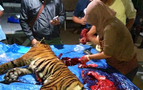 A.gigi taring,b.gigi seru,c.gigi susu,d.gigi geraham (jenis gigi yang merupakan struktur gigi orang dewasa adalah ) (a),a dan b (b),b dan c (c),a, b dan c (d),a, b dan d. Lagi, Harimau Mati di Sosopan, Gigi Taring dan Kumis ...