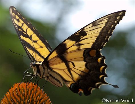Eastern Tiger Swallowtail Papilio Glaucus Linnaeus Butterflies