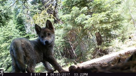 Rare Gray Wolf Pups Born In California The California Report Kqed News