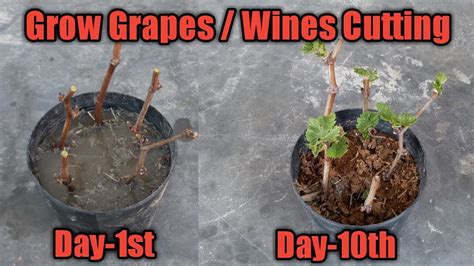How To Grow Grape Vines From Cutting At Home How Grapes Plants Grow