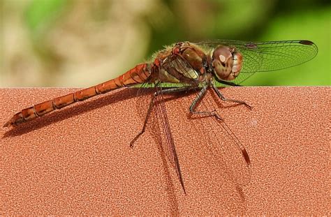 Common Darter Dragonfly Similar But Different In The Animal Kingdom