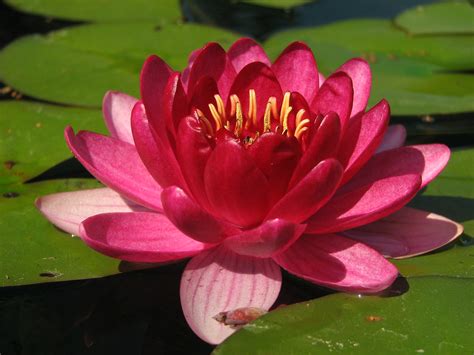 Lotus Flower Flor De Loto A Photo On Flickriver