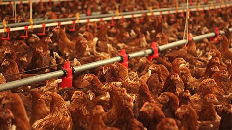 New Uk Wide Housing Order For Poultry As Avian Flu Spreads Farmers Weekly