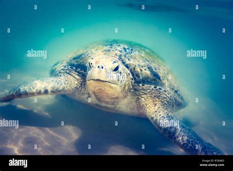 Sea Turtle Underwater At Hikkaduwa Beach Stock Photo Alamy