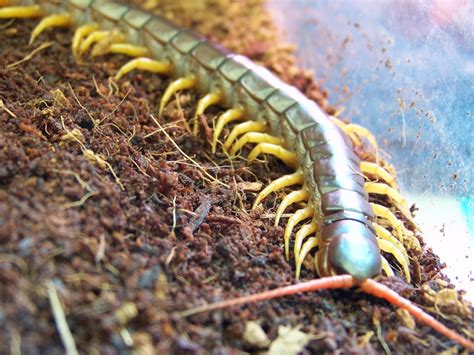 Scolopendra Subspinipes Dehaani