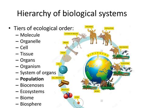 Bases Of Biological Sciences Ecology Online Presentation