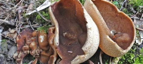 Of Cups And Morels The Mushroom Diary Uk Wild Mushroom Hunting Blog