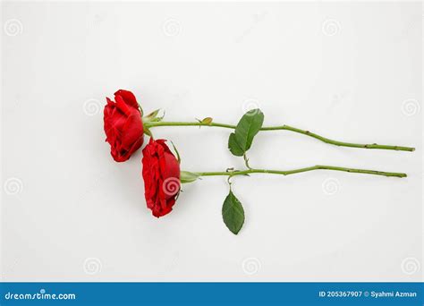 Two Red Rose Isolated On White Background Stock Image Image Of Glass
