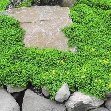 Perennial Herniaria Glabra Gp27 Green Carpet Rupturewort Low Growing