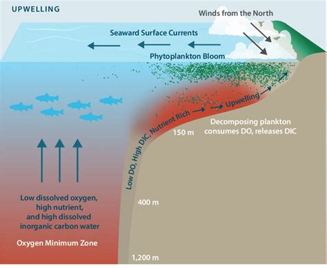 Drivers Of Hypoxia And Ocean Acidification Intensification In Upwelling