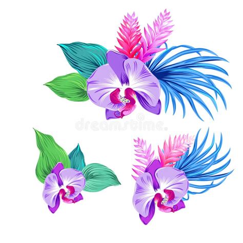 Set Of Vector Orchids Isolated Stock Vector Illustration Of