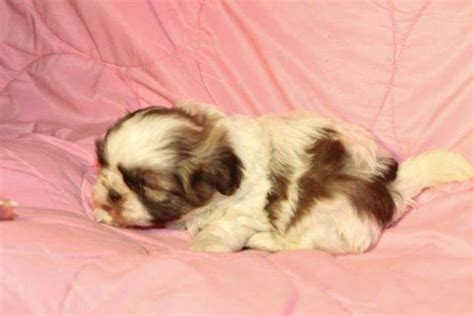 Puppies and dogs in alabama. Imperial Shih Tzu Puppies for Sale in Evergreen, Alabama ...