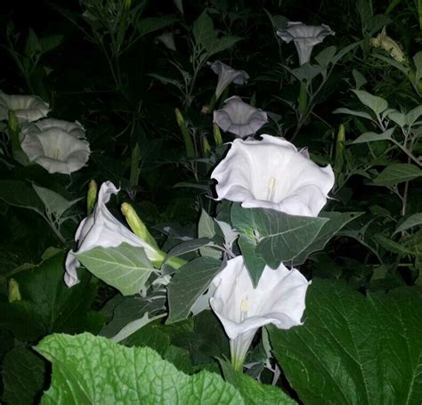 Moonflowers Huge Flowers Which Open In Seconds As It Begins To Get
