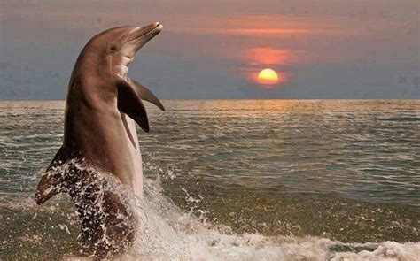 Dolphin Jumping Out Of Water Dolphins Ocean Animals Animals Beautiful