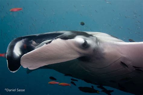 Endangered Manta Rays In A Beautiful And Fragile Underwater World Pcjow
