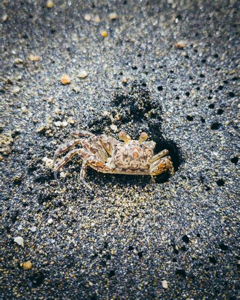 Small Sand Crab Digging A Cave Stock Photo Image Of Outdoor Colombian