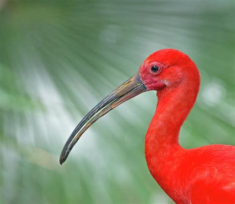 Scarlet Ibis Photograph By Jim Zablotny Pixels