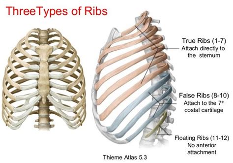 What Is A True Rib A False Rib And A Floating Rib Why Are Floating