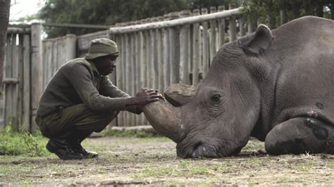 Worlds Last Male Northern White Rhino Was Ambassador Of Extinction