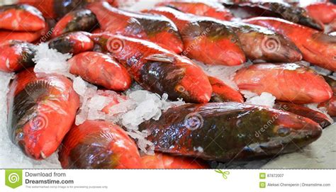Sea Bass On The Counter Of Market In Funchal Stock Image Image Of Madeira Fresh 87872007