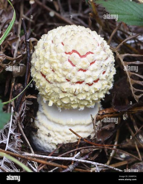 The Fruiting Body Sporocarp Of Fly Agaric Amanita Muscaria Emerges