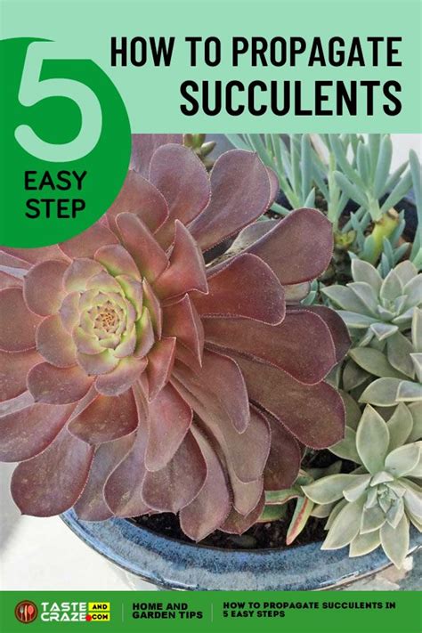 How To Propagate Succulents In 5 Easy Steps Propagate