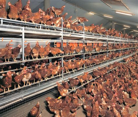 Layer Poultry Housing Modern Farming Methods