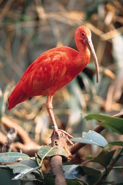 What Is The Symbolism Of A Bleeding Tree In The Scarlet Ibis