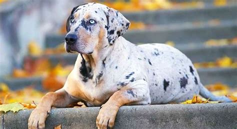 Catahoula Leopard Dog Temperament And Personality Gentle But High