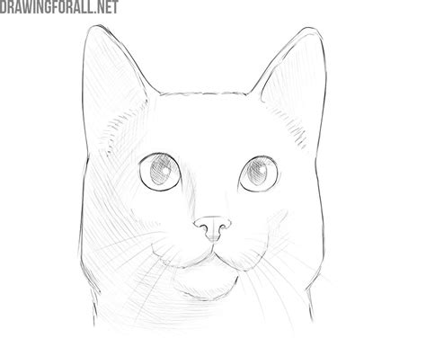 Cat Face Drawing Easy Step By Step Everyone Can Create Great Looking