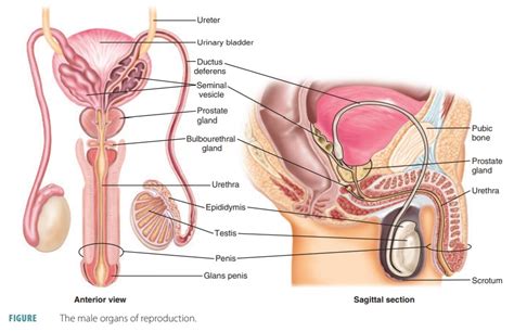 Amab Reproductive System Health Reproductive Healthcare In The United States Research Guides