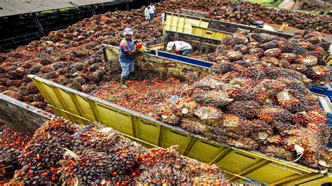 Palm Oil Making Process Modern Oil Palm Harvesting Process How Palm
