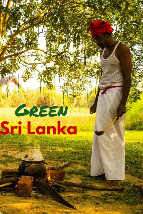 Green Sri Lanka Jetwing Vil Uyana Eco Resort Resort Sri Lanka