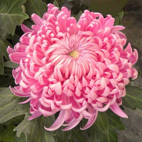 Chrysanthemum Allouise Pink Roots Plants