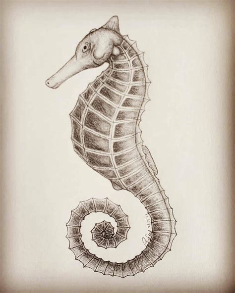Made To Order Seahorse Pencil Drawing Sketch Etsy