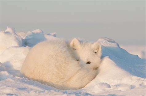 Arctic Fox Sleeping On The Pack Ice Photograph By Steven J Kazlowski