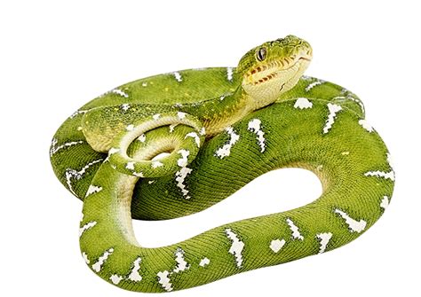 Green Snake Png Image