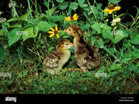 Two Newly Hatched Wild Baby Turkeys Poults In Summer Garden Hiding