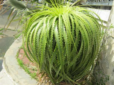 The cactus potting soil is great for the succulents because it will not hold too much water in the soil. Encholirium horridum | Cacti and succulents, Rock garden ...
