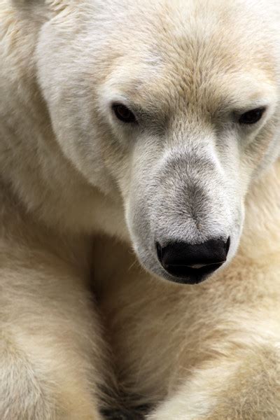 Polar Bear — Stock Photo © Benri185 4386282